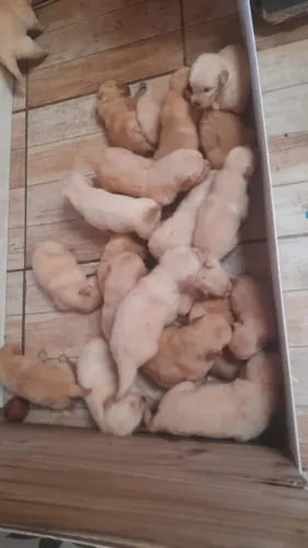 golden retriever R$ 2950,00