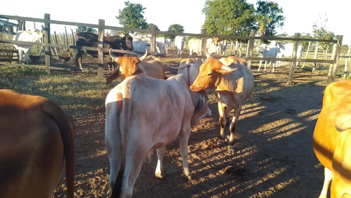 Vacas Paridas