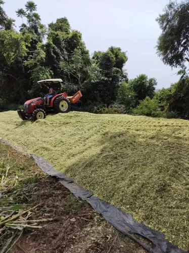 Silo, silagem de qualidade!