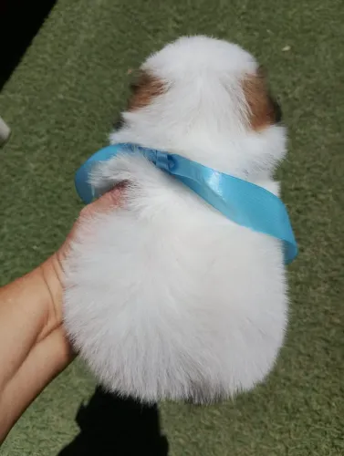 Shih Tzu macho