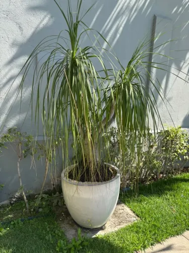 Vaso Vietnamita