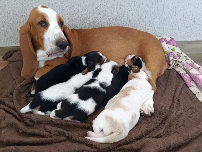 Lindos filhotes de bassê hound disponíveis 