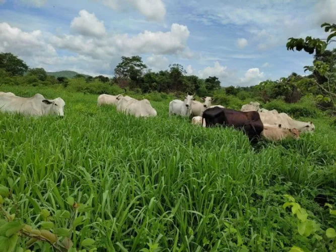 Vendo Fazenda em Tocantins em Porto Nacional Com capim pronto e cerca para criação de Gado