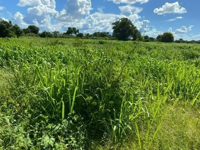fazenda - Centro - Januária
