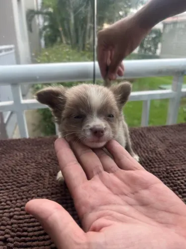 Chihuahua lilac pelo longo, macho cor exótica em promoção 