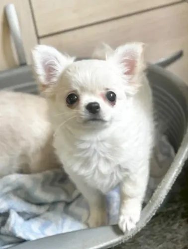 Chihuahua Macho Creme - Mini, Cabeça Redondinha e Focinho Curtinho!