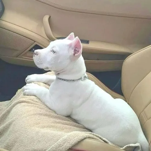 Filhote de Pitbull Branco todo parrudo