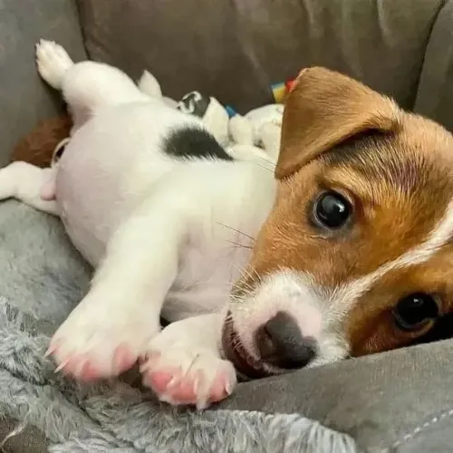 Tranquilos Jack Russell disponíveis! 