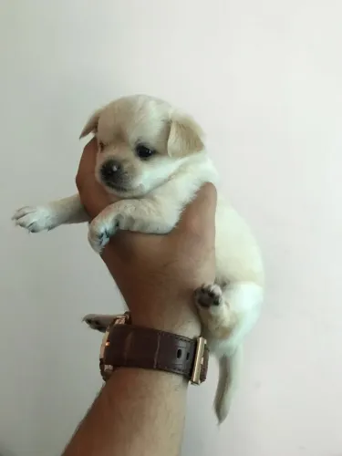 Chihuahua Puro com Contrato, Suporte e Vacinas Importadas