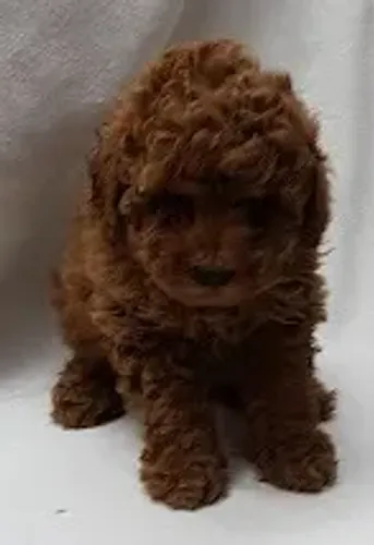 Poodle toy -Filhotes com assistêsncia Veterinária gratuita