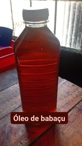 Azeite de cocô babaçu