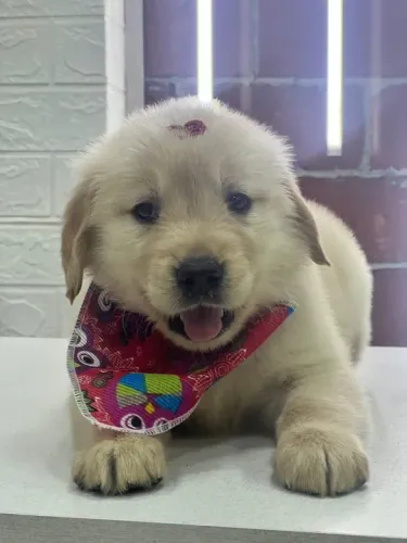 golden retriever padrão da raça