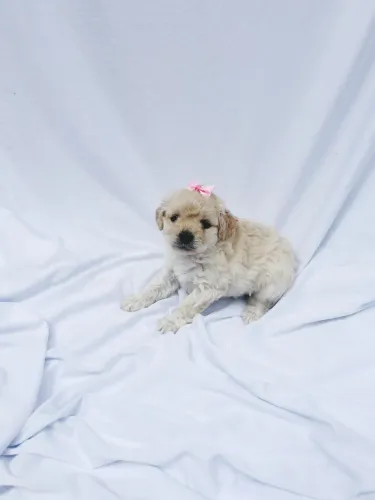 Poodle fêmea a última 