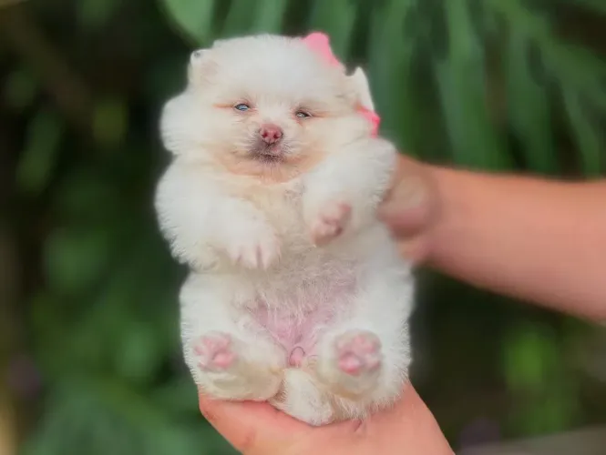 Lulu da pomerania 12x no cartão 