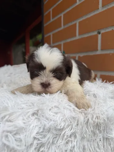Shitzu fêmea chocolate branco