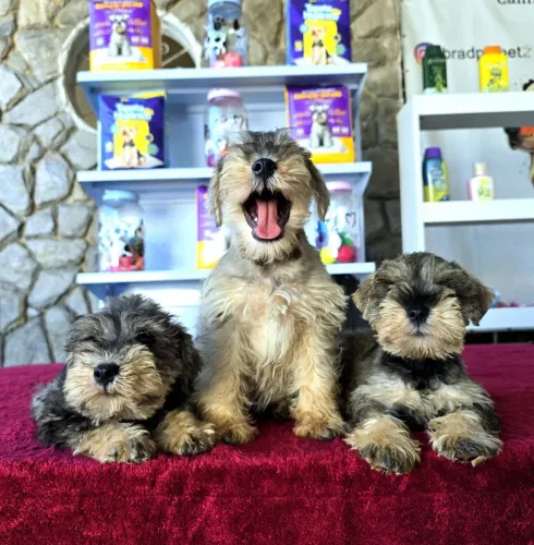Filhotes MACHOS de Schnauzer de ALTO PADRÃO