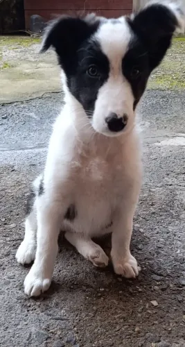 Border collie fêmea