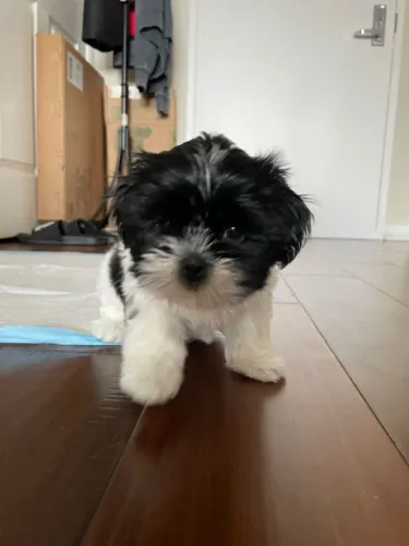 Filhotes de Shih Tzu | Filhote que conquista na hora.