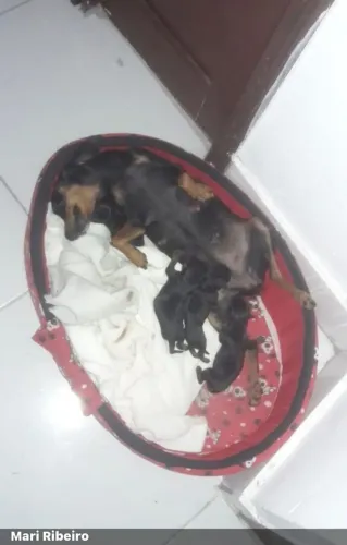 Procuro Pinscher fêmea para comprar .