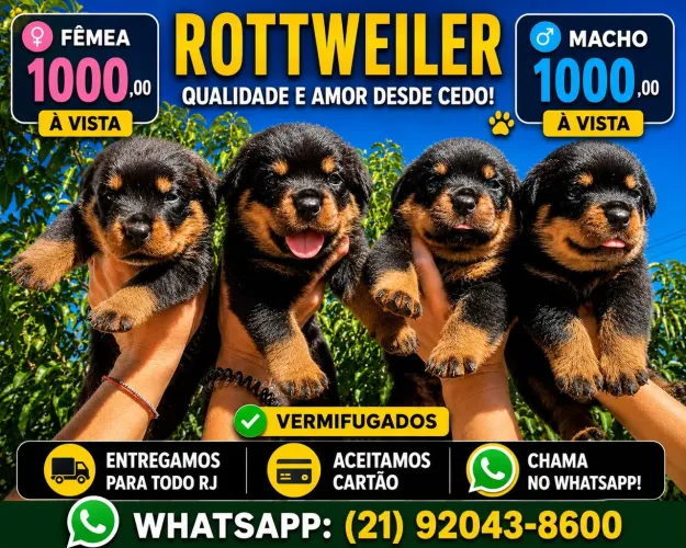 Rottweiler cabeça de touro macho e femea raça pura lindos