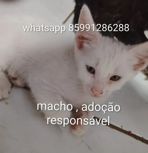 gatinhos amáveis pra adoção responsável