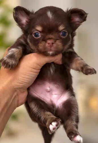 Chihuahua macho e fêmea 