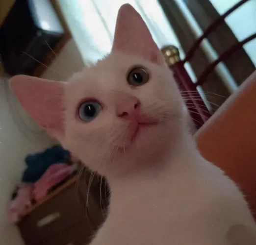 Gatinha heterocromia doação 