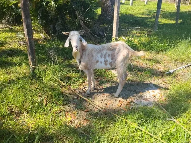cabras