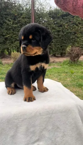Rottweiler Esse momento pode mudar seus dias