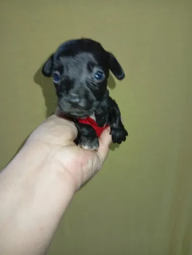 Pinscher x chihuahua minizinho bem miúdo 