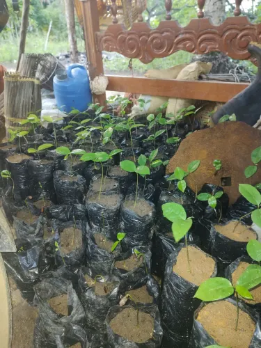 tenho mudas de graviola pra vender 