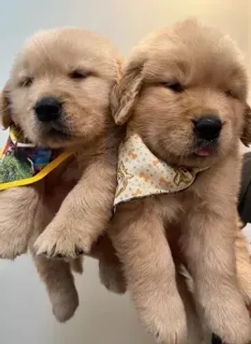 Golden retriever Super Promoção