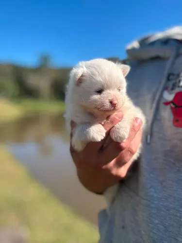 Filhotes de Lulu da pomerania mini anão