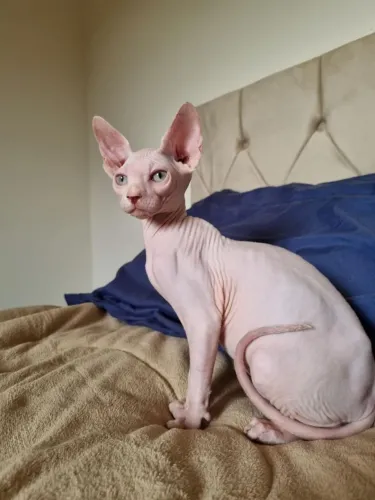 "Filhote Sphynx" Machinho"