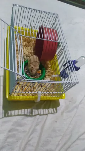 Hamster Macho com Gaiola completa