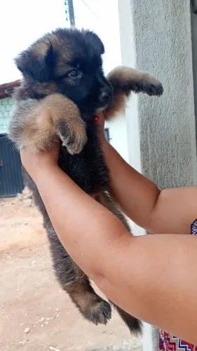 Vendo Filhote de Pasto Alemão 