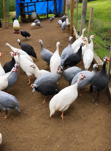 Angola branca 
