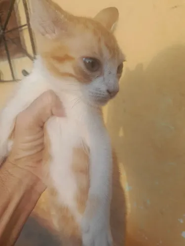 um gatinho