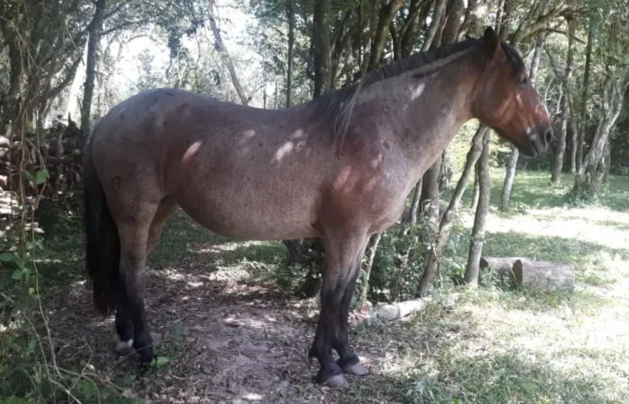 Égua crioula confirmada