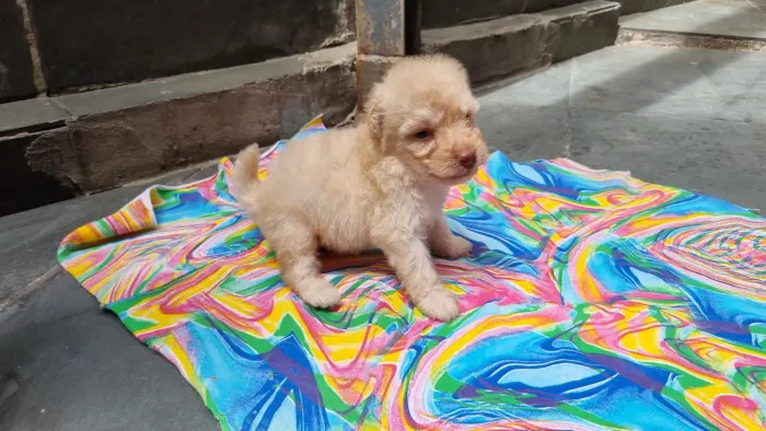 Poodle Toy Machos e Fêmeas Legítimos Disponíveis. 