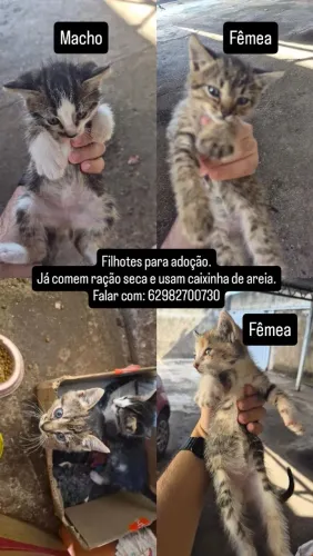 FILHOTES DE GATO PARA ADOÇÃO