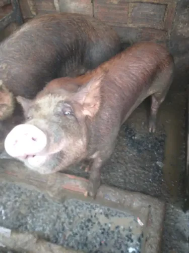 Vendo um porco caipira barrão sem castração
