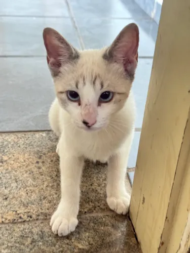 Gatinho