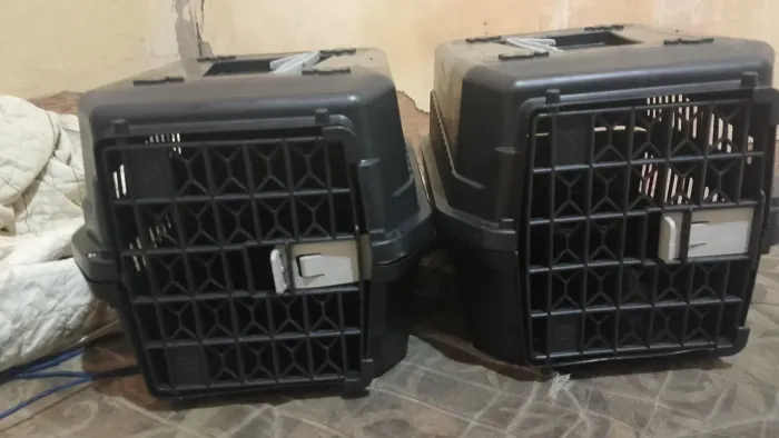 Transporte Pet 01