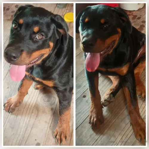 Rottweiler raça pura ( dinheiro/Pix/cartão)