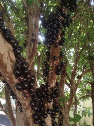 Pés de Jabuticaba já plantados - Vários tamanhos - Jabuticabeira