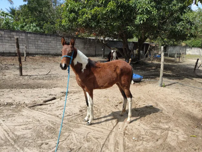Vendo potra mangalarga marchador