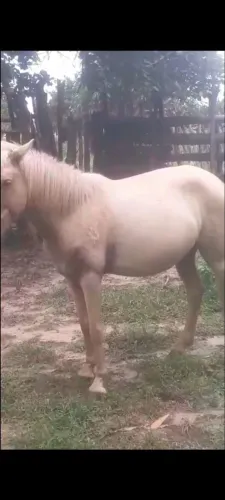 Vendo egua mestiça quarto de milha, a mesma esta preenhe de 9 meses,