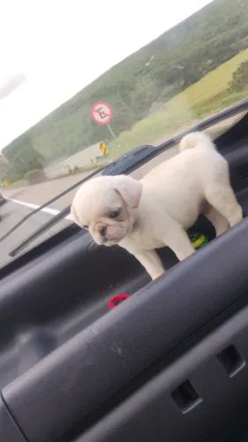Pug albino ? exótico 