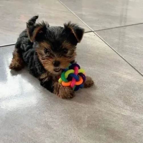 Filhote de Yorkshire Terrier saudável